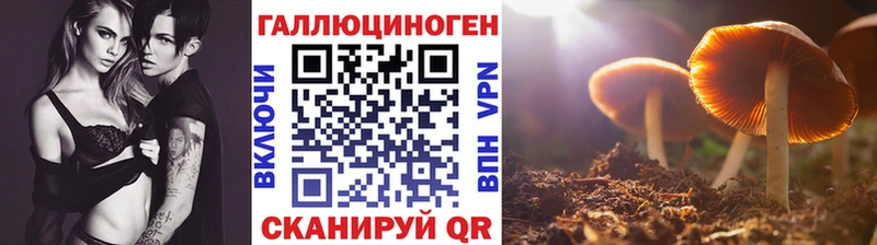 блэк спрут ссылки  Балей  Псилоцибиновые грибы GOLDEN TEACHER 